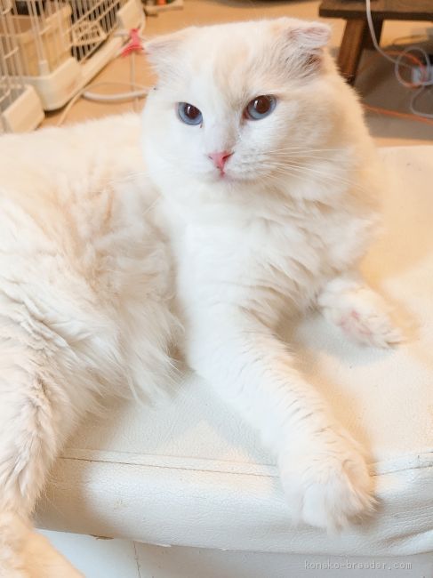 スコティッシュフォールド【・男の子・2020年3月27日・クリームポイント】