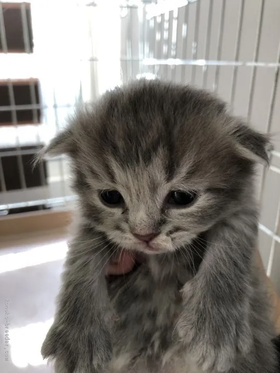 まい 様のお迎えした子猫