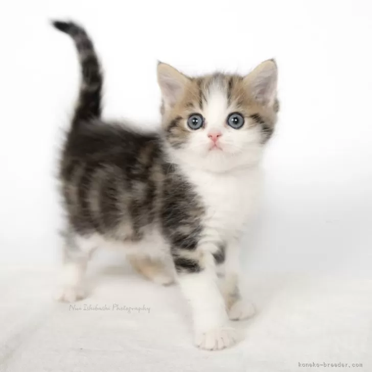 K.U 様のお迎えした子猫