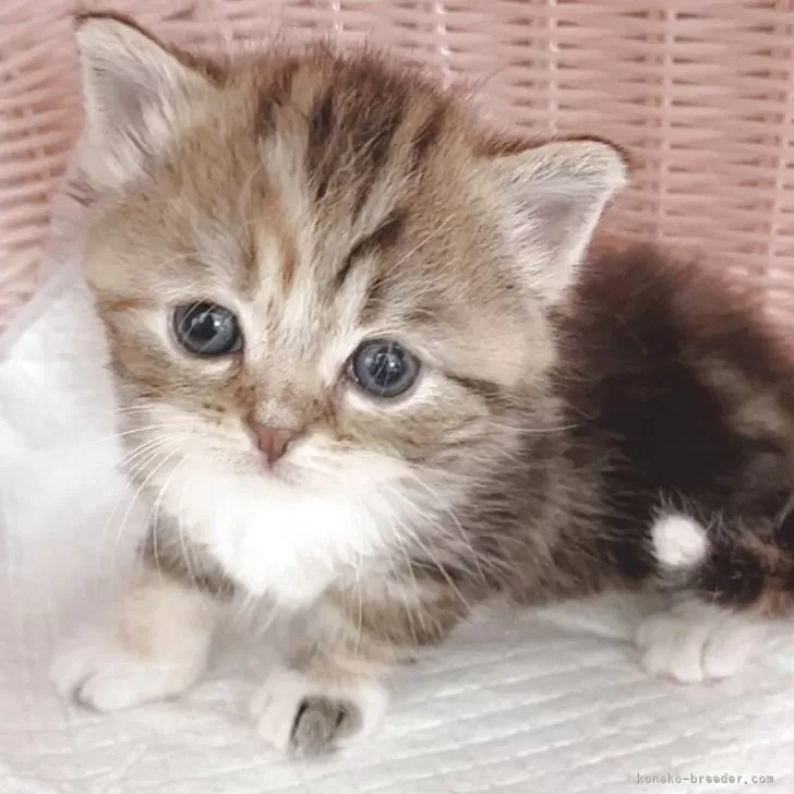 ID：2504-01873の子猫