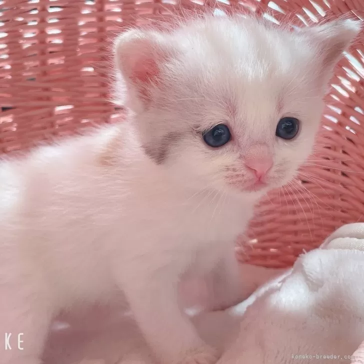 ID:2504-01887の子猫