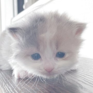 マンチカン(長足)【東京都・女の子・2025年10月15日・ダイリュートキャリコ（長毛）】の写真「ふわふわのダイリュートちゃんです」