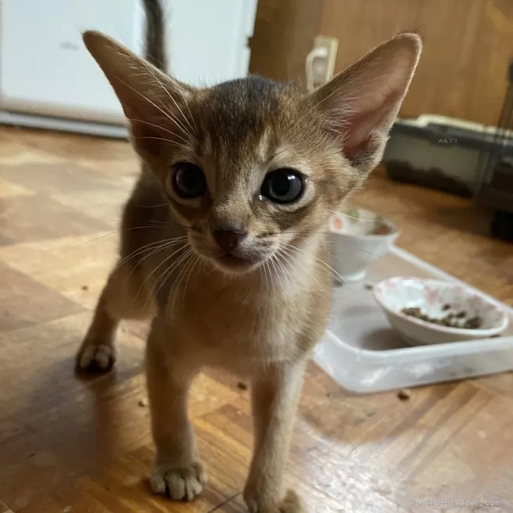 ID:2406-03718の子猫