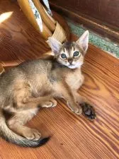 アビシニアン【埼玉県・女の子・2019年10月1日・ルディ】の写真1