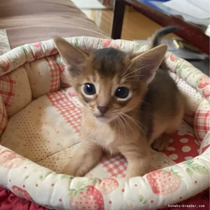 ID：2506-02467の子猫