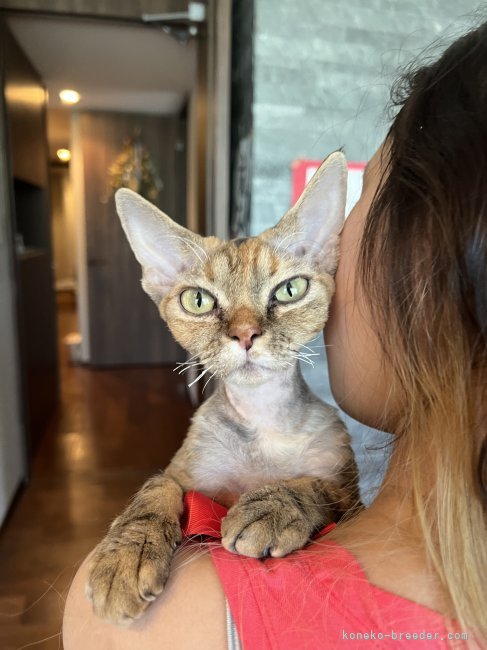 デボンレックス【・女の子・2021年7月27日・ブルートーティー】