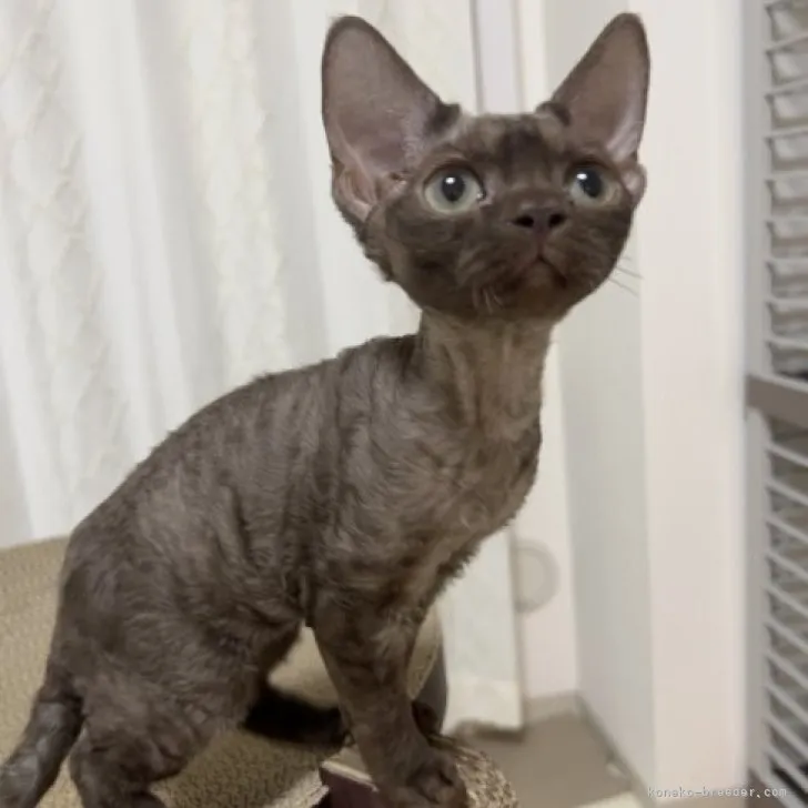 ID：2309-02335の子猫