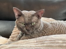 デボンレックス【・男の子・2017年7月28日・ブルー】