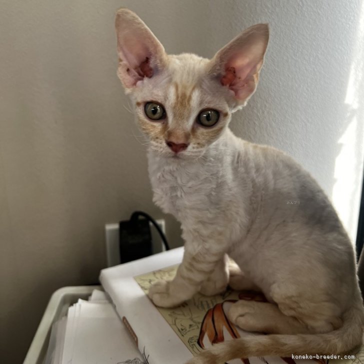 ブリーダー画像