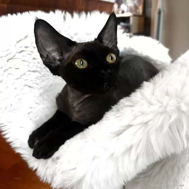 デボンレックス【広島県・男の子・2025年5月10日・ブラック】の写真1「子猫の可愛い時期にお迎えしてもらいたいので36万円からお値引きさせて頂いてます😉」