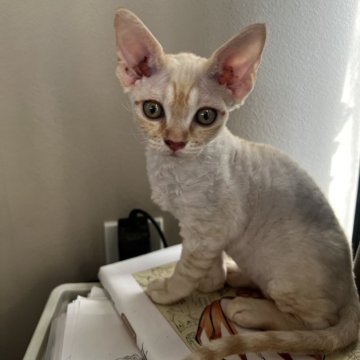 デボンレックス【広島県・男の子・2025年9月25日・クリームタビー（巻毛）】の写真「柔らかい被毛にくっきりアイライン」