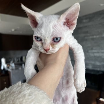 デボンレックス【広島県・男の子・2025年9月25日・クリームポイント（巻毛）】の写真「真っ白なコートに青い眼」