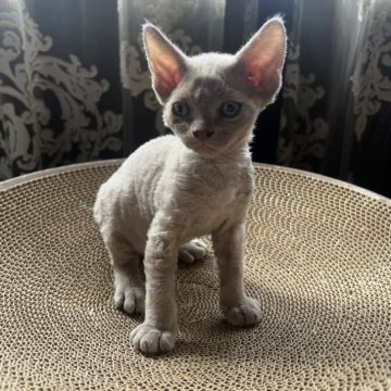 デボンレックス【広島県・男の子・2025年9月25日・ライラック（巻毛）】の写真「体重700g」