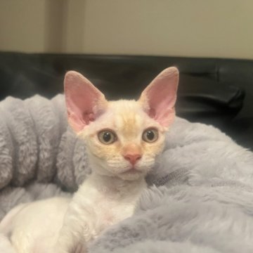 デボンレックス【広島県・男の子・2025年9月25日・クリームタビー（巻毛）】の写真「柔らかい被毛にくっきりアイライン」