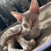 デボンレックス