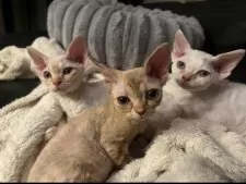 デボンレックス【広島県・女の子・2025年9月25日・クリームトーティー】の写真8