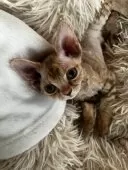 デボンレックス【広島県・女の子・2025年9月25日・クリームトーティー】の写真9