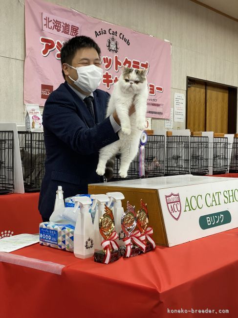 杉本　志保(すぎもと　しほ)ブリーダー(北海道・ミヌエットなど・CFA/TICA/ACC/CTS登録)の紹介写真5