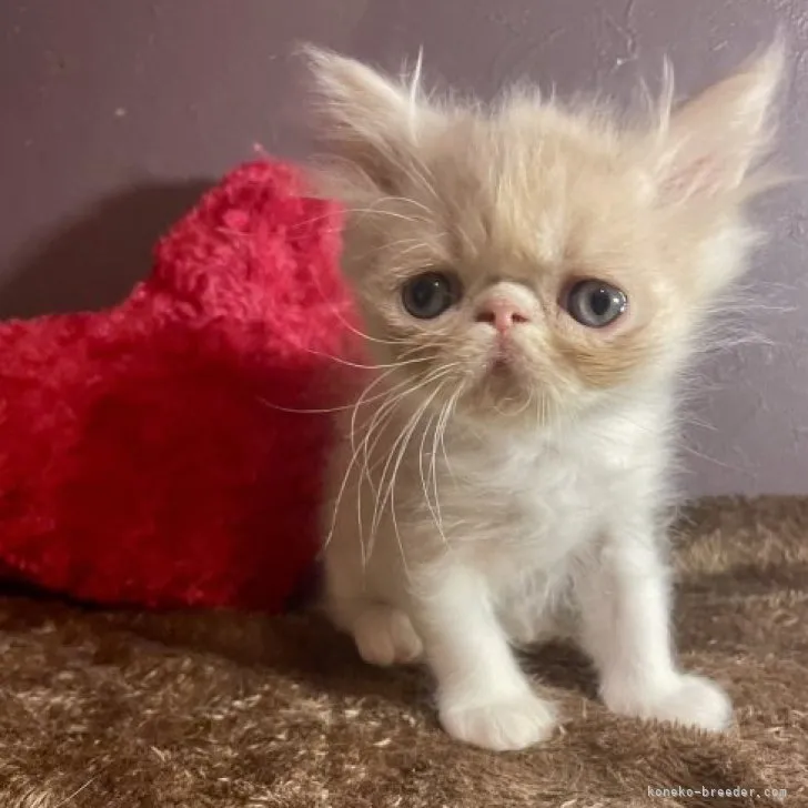 ID：2307-00469の子猫