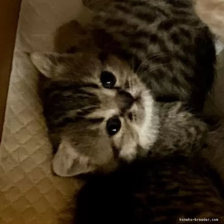 ID:2412-01259の子猫