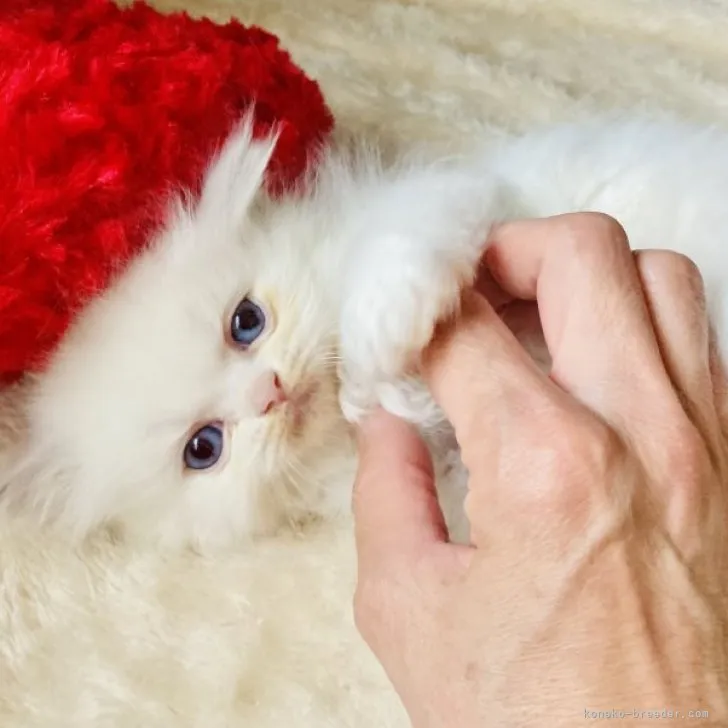 ID：2306-01569の子猫