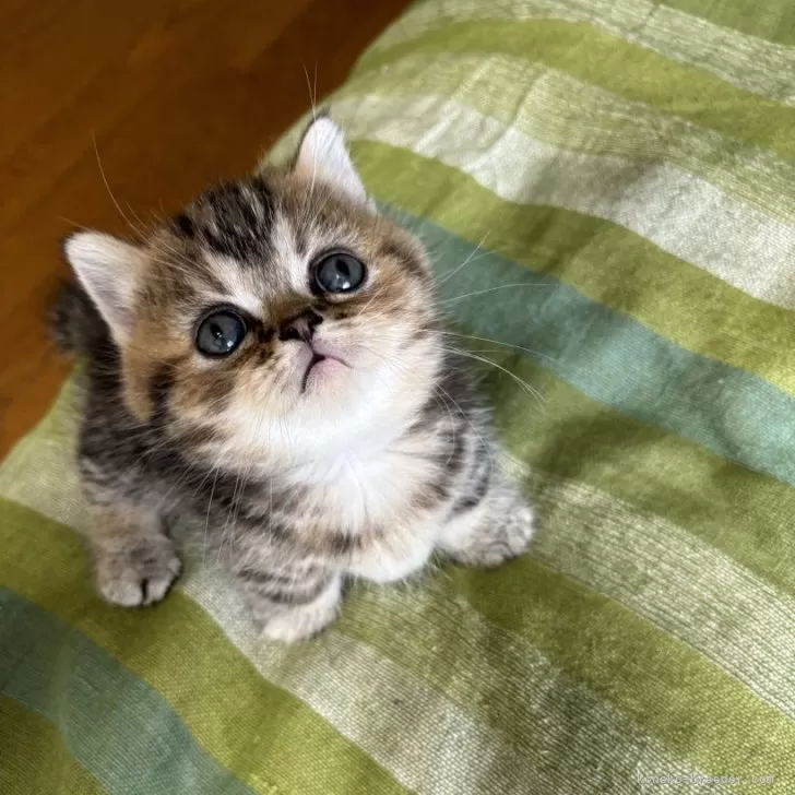 ID:2407-01649の子猫