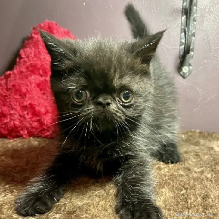 エキゾチックショートヘア【北海道・男の子・2023年5月14日・ブラック】の写真1「6／25撮影」