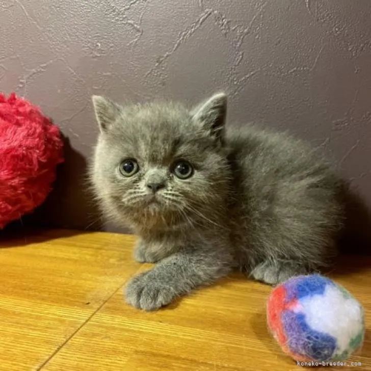 ID：2208-01969の子猫