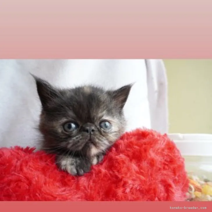 ID:2310-02319の子猫