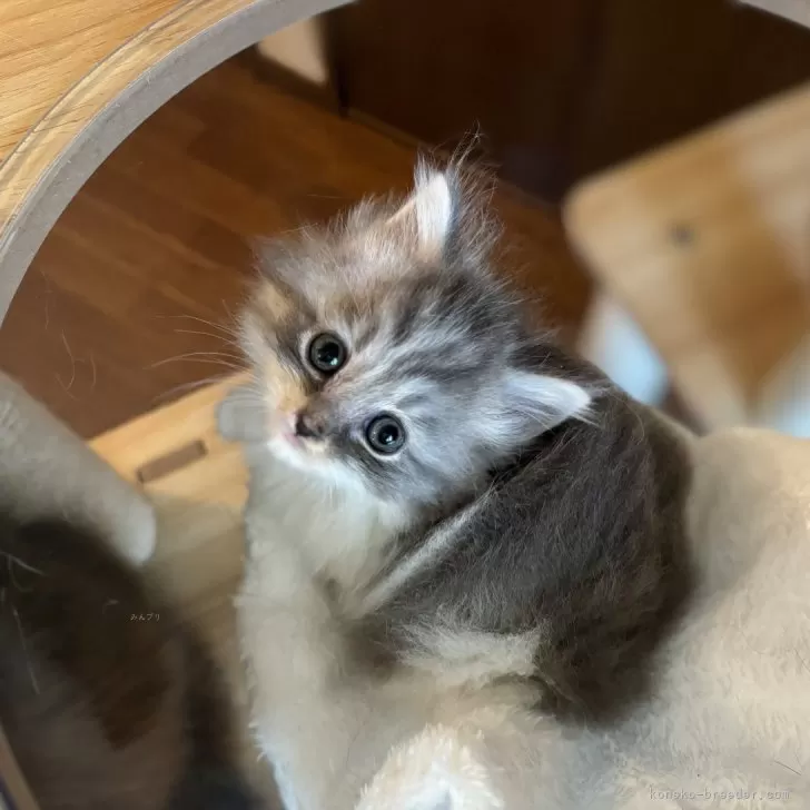 ID：2411-01060の子猫