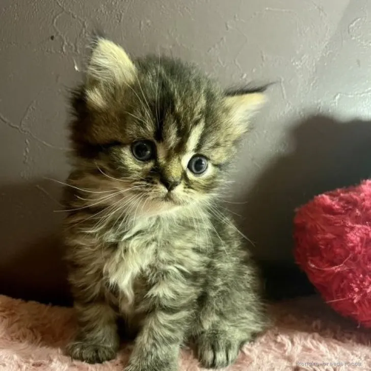 ID：2308-00659の子猫
