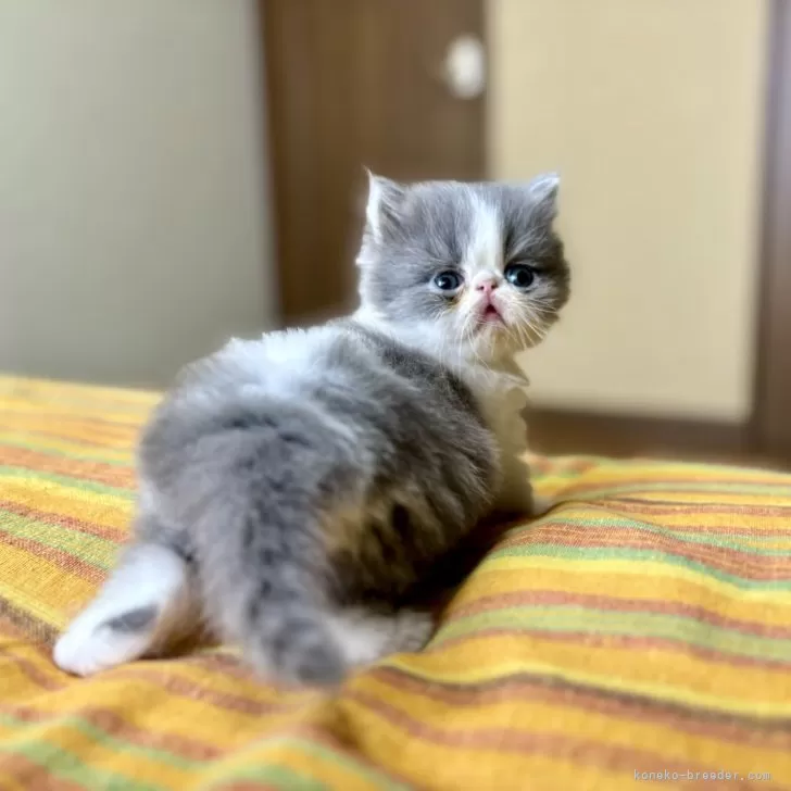 ID:2409-02482の子猫