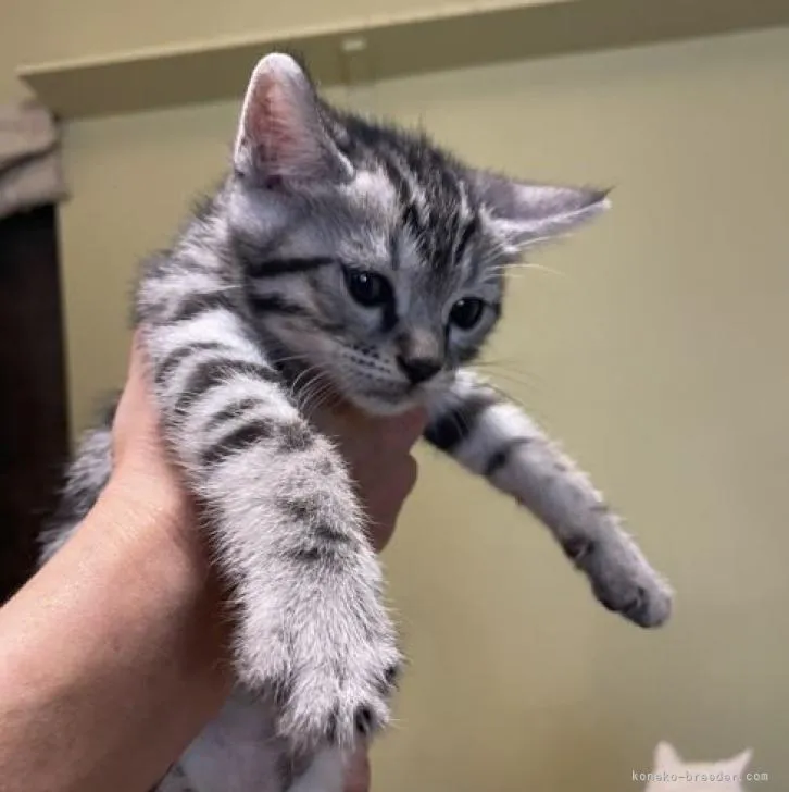 ID：2208-00728の子猫