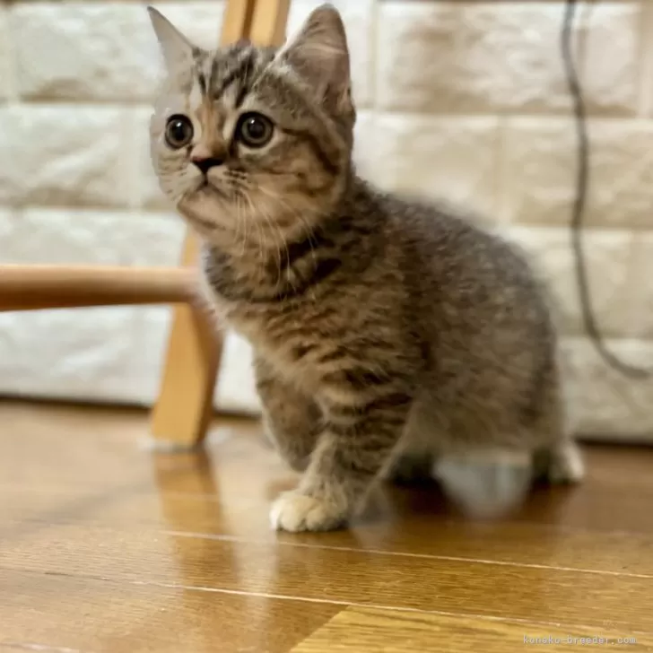 ID:2407-01654の子猫