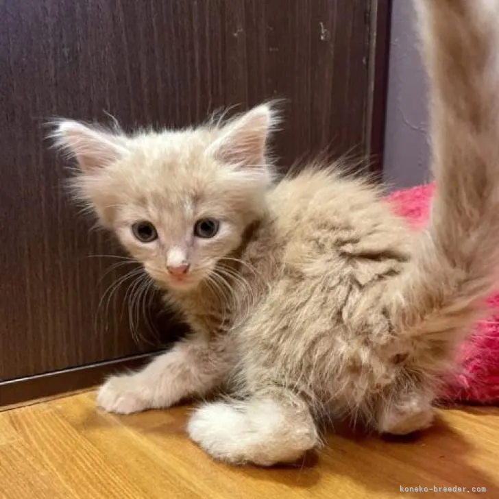 ID:2208-01962の子猫