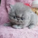 エキゾチックロングヘア【北海道・女の子・2023年9月23日・ブルー】の写真1「１０／19撮影」