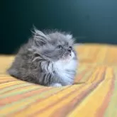 ミヌエット(短足)【北海道・女の子・2024年9月18日・ブルー&ホワイト】の写真4