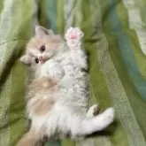 フォールデックス【北海道・男の子・2024年6月17日・クリーム&ホワイト】の写真4