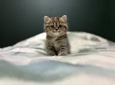 ミヌエット(長足)【北海道・女の子・2024年11月13日・ブラウンパッチドタビー】の写真10