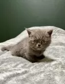 エキゾチックショートヘア【北海道・女の子・2025年9月11日・ブルー✨】の写真11