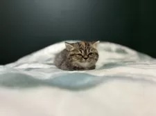 ミヌエット(長足)【北海道・女の子・2024年11月13日・ブラウンパッチドタビー】の写真11