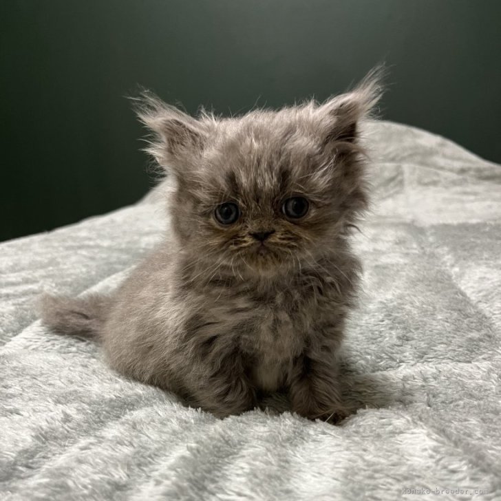 ブリーダー画像