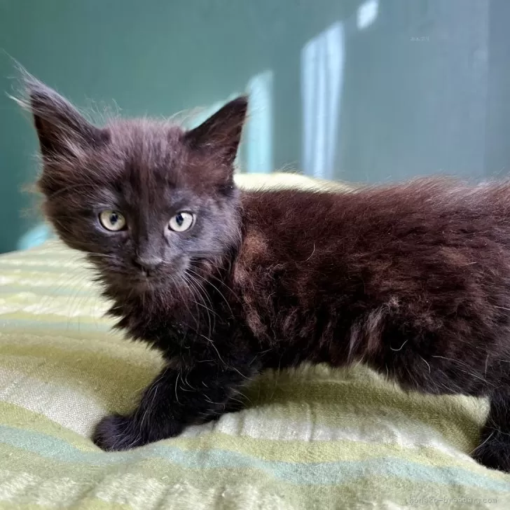 R.M 様のお迎えした子猫