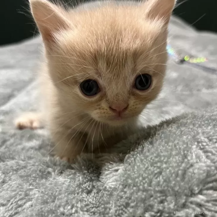 S.A 様のお迎えした子猫