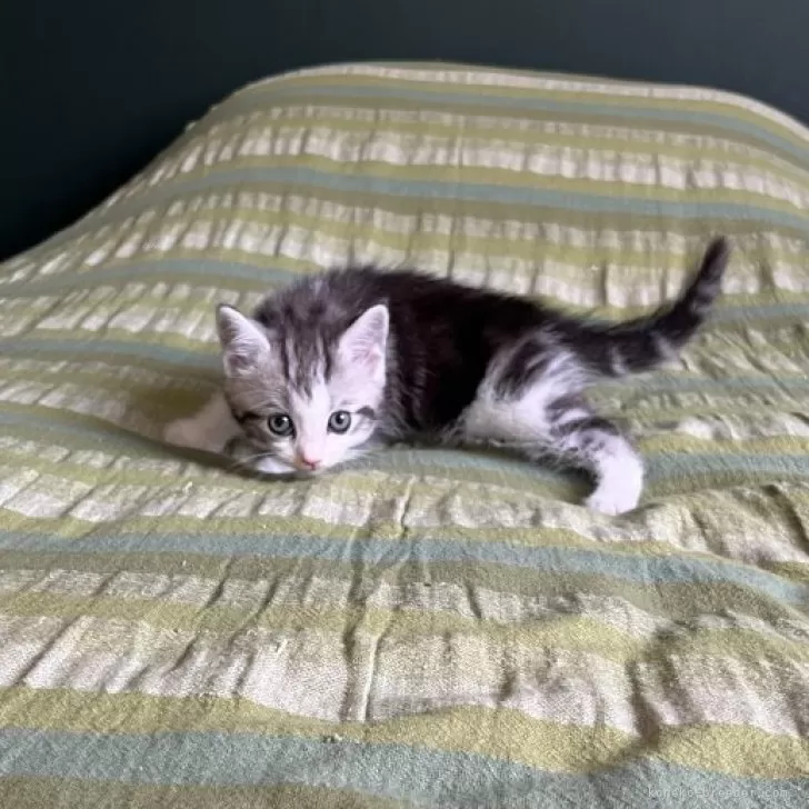 R.S 様のお迎えした子猫