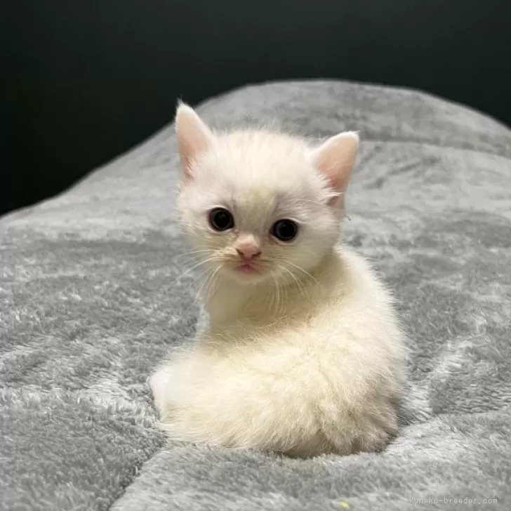 ミヌエット(長足)【北海道・女の子・2025年9月12日・ホワイト✨】の写真1