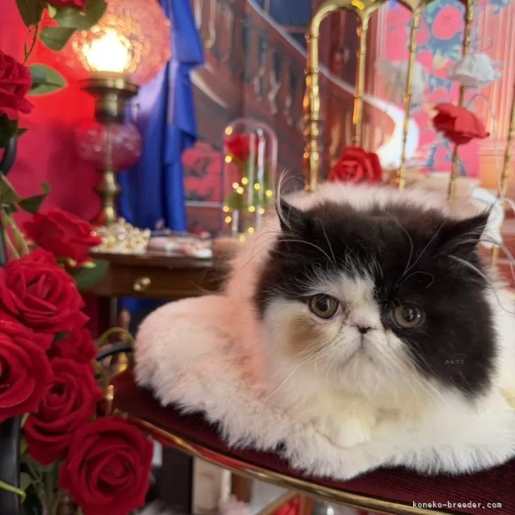 エキゾチックショートヘア【北海道・女の子・2025年8月30日・ブラック&amp;ホワイト✨】の写真1