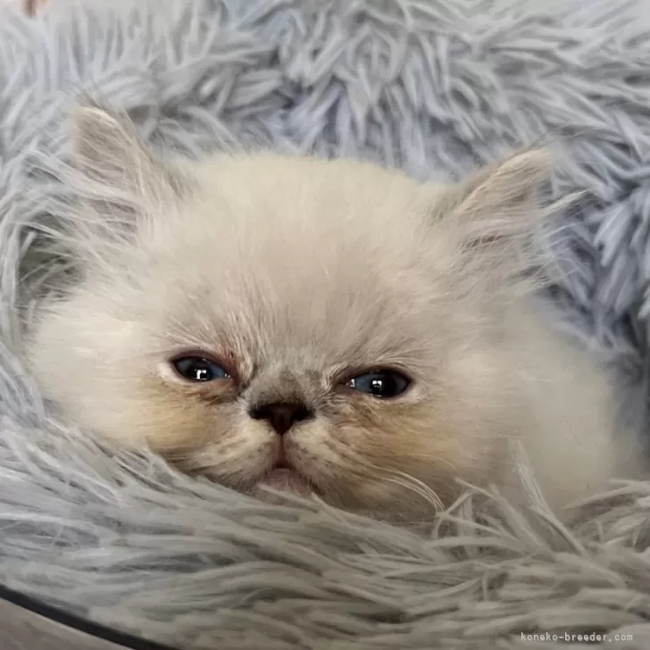 ID：2506-01207の子猫