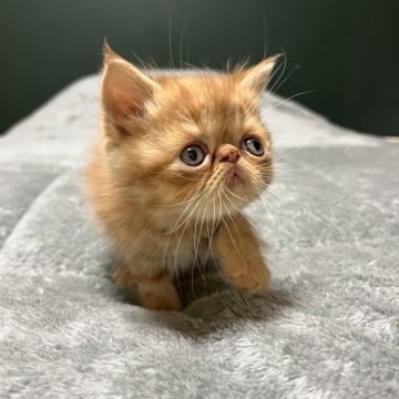 エキゾチックショートヘア【北海道・男の子・2025年10月10日・レッドタビー】の写真「大きな垂れ目の可愛い子です💕」