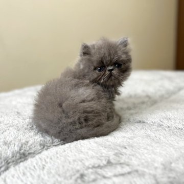 エキゾチックロングヘア【北海道・男の子・2025年3月21日・ブルー👍】の写真「すりすり甘えたくん🫶」
